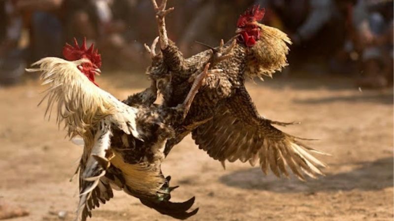 Đá Gà Kubet - Sảnh Đấu Gà Cực Kịch Tính Hấp Dẫn Mỗi Ngày
