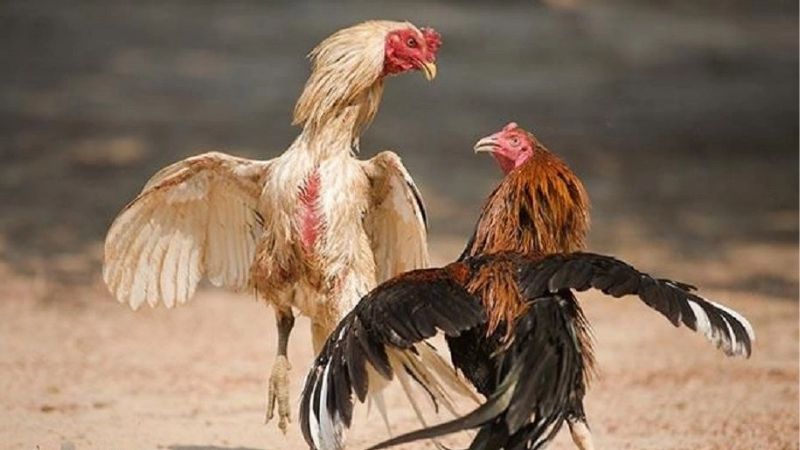 Đá Gà Kubet - Sảnh Đấu Gà Cực Kịch Tính Hấp Dẫn Mỗi Ngày