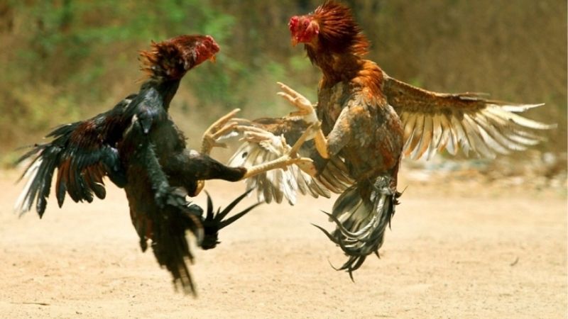 Đá Gà Kubet - Sảnh Đấu Gà Cực Kịch Tính Hấp Dẫn Mỗi Ngày