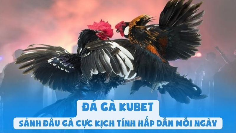 Đá Gà Kubet - Sảnh Đấu Gà Cực Kịch Tính Hấp Dẫn Mỗi Ngày